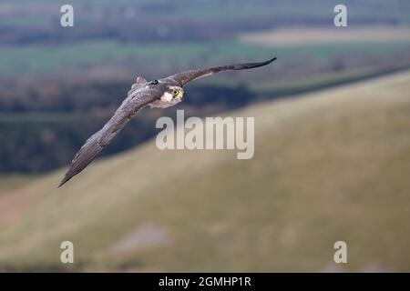 Lanner falcon (Falco biarmicus) con trasmettitore, in volo, uccello cattività falconeria, Cumbria, Regno Unito Foto Stock