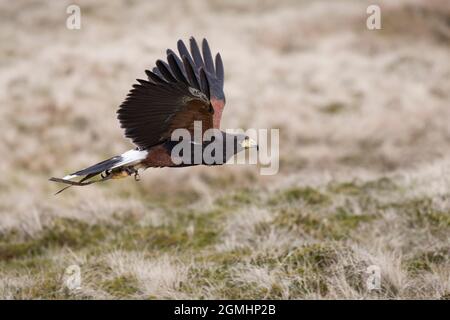 Harris Hawk (Parabuteo unicinctus) in volo, cattività falconeria uccello, Cumbria, Regno Unito Foto Stock