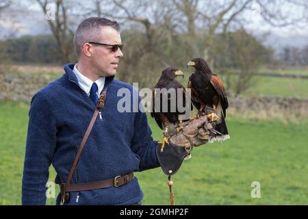 Harris falchi (Parabuteo unicinctus) sul guanto, cattività falconeria uccello, Cumbria, Regno Unito Foto Stock