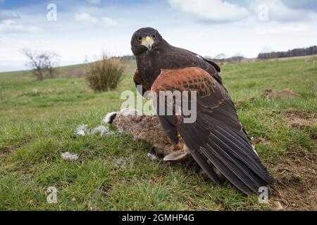 Harris Hawk (Parabuteo unicinctus) su prede di coniglio, uccello cattività falconeria, Cumbria, Regno Unito Foto Stock