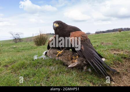 Harris Hawk (Parabuteo unicinctus) su prede di coniglio, uccello cattività falconeria, Cumbria, Regno Unito Foto Stock