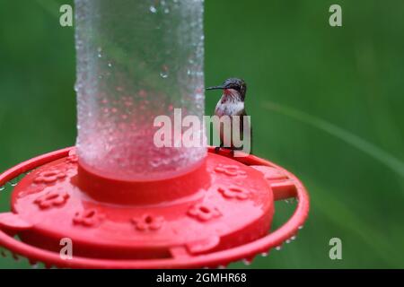 Un colibrì umido con gola di rubino seduto ad un alimentatore di colibrì durante una doccia estiva con la pioggia Foto Stock