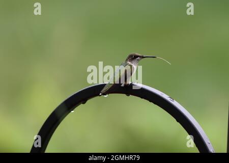 Un colibrì dal punto di vista del rubino che attacca la sua lingua mentre si siede su un arco di metallo nero umido a New York Foto Stock