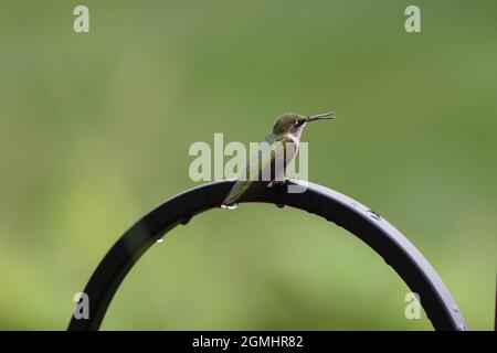 Un hummingbird dal colore rubino che canta mentre si siede su un arco di metallo nero Foto Stock