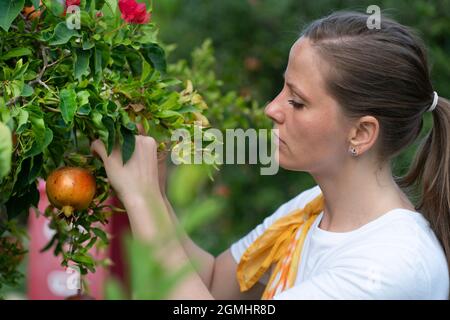 Una bella donna bianca adulta puck un frutto maturo di melograno da un albero, raccogliendo all'inizio dell'autunno. Foto Stock