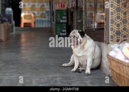 Il pug è una razza di cane con caratteristiche fisicamente distintive di un viso stropicciato, corto e mazzato, e la coda arricciata. La razza ha un bel rivestimento lucido Foto Stock