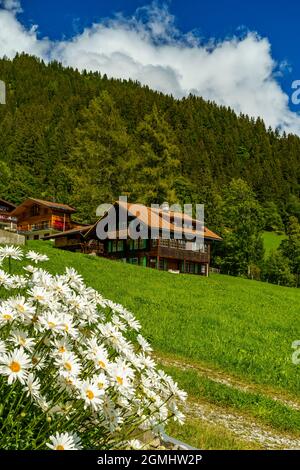 Alphütten ad Adelboden, Schweiz. Fattoria alpina boscosa su prato verde su ripido pendio nella valle di Adelboden. Landschaft im Berner Oberland Foto Stock