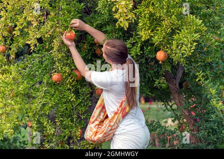 Una donna bianca adulta pucks frutti maturi di melograno da un albero, raccogliendo all'inizio dell'autunno. Luce arancione. Foto Stock