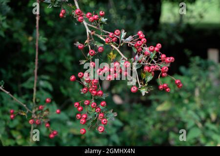 Bacche rosse mature, fiati, di biancospino comune - Crataegus - in un hedgrow in Inghilterra, Regno Unito Foto Stock