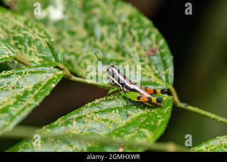 cavalletta nera con colore arancione, verde e nero sulle gambe della foresta pluviale del kerala Foto Stock