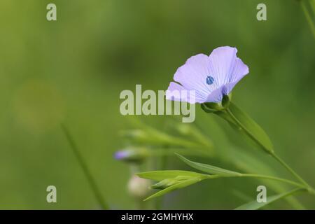 Dettaglio di un bellissimo fiore blu del Linum usitatissimum con sfondo verde sfocato e spazio di copia Foto Stock