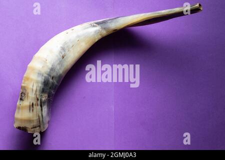 Shofar fatto di corna di agnello, su sfondo viola, - un oggetto ebraico per Rosh Hashanah Foto Stock
