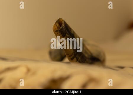 Shofar fatto dalle corna di un agnello, - un oggetto ebraico per la vacanza di Rosh Hashanah Foto Stock