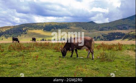 Foto da vicino di una mucca marrone con la mammella in vista, circondata da altre due mucche che pascolo tranquillamente in un paesaggio di montagna in Romania, Maramure Foto Stock