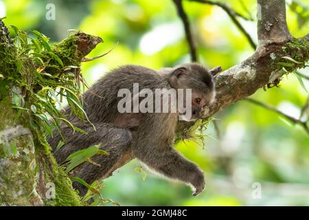 Un cappuccino cappuccino cappuccino cappuccino cappuccino (Cebus olivaceus), o cappuccino Weeper che poggia su un ramo della foresta pluviale nel suo habitat naturale. Foto Stock