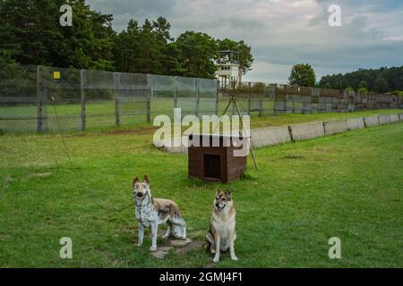 Punta la memoria Alpha sull'ex confine interno tedesco, i terrificanti cani da parete Foto Stock