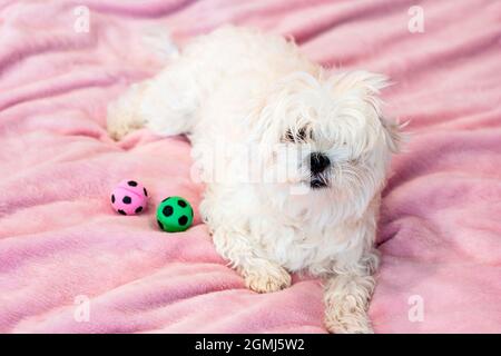 Carino bianco giovane cane maltese adagiato sul letto e giocando con palline giocattolo a casa su sfondo rosa. Foto Stock