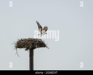 osprey lasciò il suo nido Foto Stock