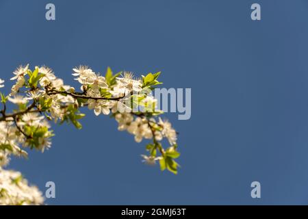 Splendida fioritura degli alberi da frutto. Rigogliosa pianta rami in primavera calda luminosa giornata di sole. Gara bianco fiori sfondo. Foto Stock