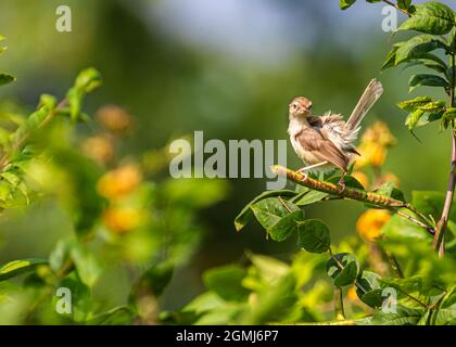 Prinia semplice seduta su albero con la sua coda in su Foto Stock