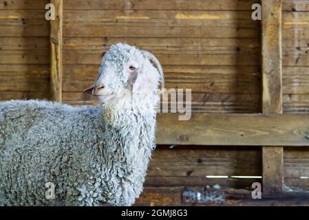 Capra bianca nel fienile. Capre domestiche nella fattoria. Carino una capra di lana di angora. Foto Stock