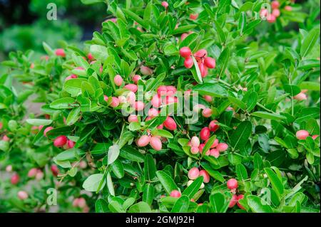 alberi di karanda thailandesi con molti frutti di bosco Foto Stock