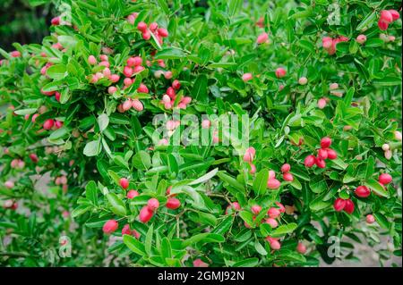 alberi di karanda thailandesi con molti frutti di bosco Foto Stock