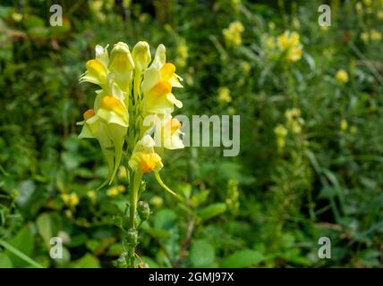 fiore giallo toadflax in un ambiente naturale soleggiato Foto Stock