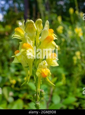 fiore giallo toadflax in un ambiente naturale soleggiato Foto Stock