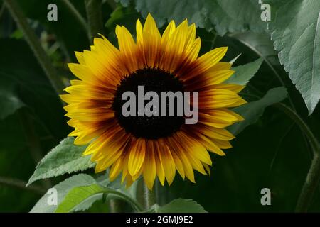 Bellissimo girasole in due colori di giallo brillante e marrone con fogliame Foto Stock