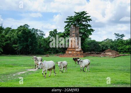 Le mucche camminano passando da templi abbandonati Foto Stock