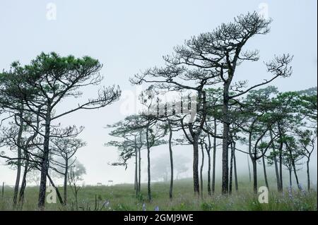 legno di pino thai con scena foggy Foto Stock