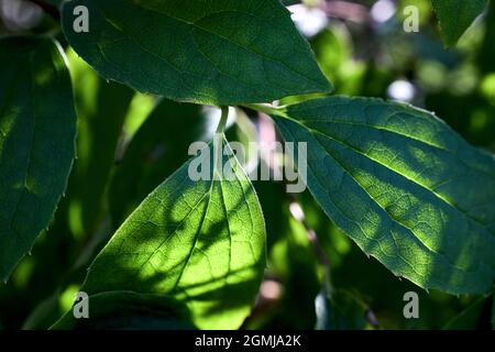 Philadelphus coronarius o dolce mock arancio foglie traslucide in autunno sole giorno selettivo messa a fuoco primo piano sfondo floreale. Foto Stock