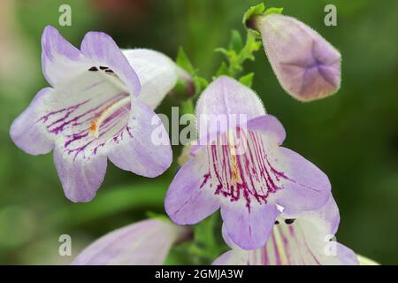 Primo piano di fiori viola e bianchi della lingua della barba Foto Stock