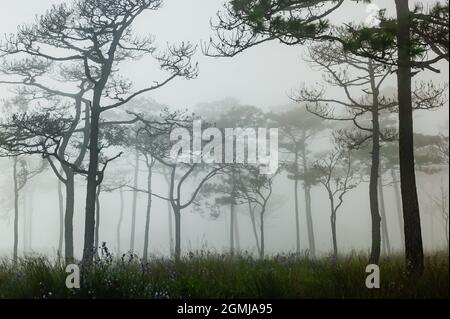 Una fotografia di paesaggio del legno di pino thailandese quando il sole dietro la nebbia che copre tutto intorno come spaventosa scena nebbiosa in sfondo del festival di Halloween o h. Foto Stock