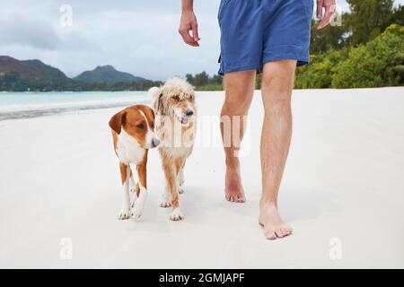 Sezione bassa di giovane uomo che cammina su spiaggia di sabbia bianca con cani carini. Foto Stock