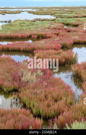 Samphire, (Salicornia europaea) noto anche come Glasswort o Saltwart, una pianta commestibile che cresce nel parco ambientale di Salaora, nel Gu Ambracian Foto Stock