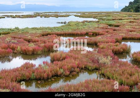 Samphire, (Salicornia europaea) noto anche come Glasswort o Saltwart, una pianta commestibile che cresce nel parco ambientale di Salaora, nel Gu Ambracian Foto Stock