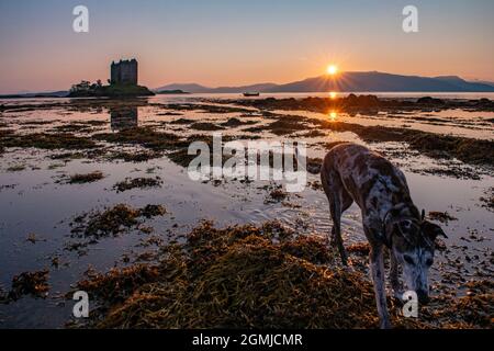 Un lurcher o un cane grigiastro gode della vista del Castello Stalker susnet ad Appin, Scozia Foto Stock