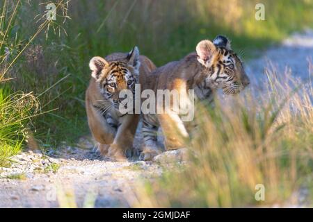 Due simpatici cuccioli di tigre bengala stanno camminando lungo una strada sterrata Foto Stock