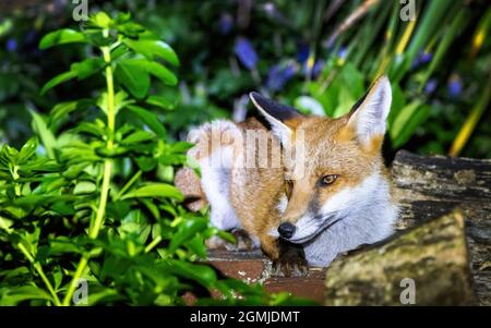 Cucciolo di volpe rosso, volpi volpi, accoccolato su una parete del giardino. Questo è un giovane cuccioli avventurarsi in un giardino della città di notte. Le volpi sono principalmente notturne e volontà Foto Stock
