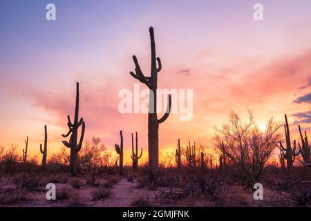 Saguaros nel deserto dell'Arizona al tramonto Foto Stock