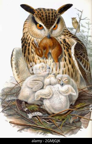 John Gould British Birds - Eurasian Eagle Owl - Bubo bubo - Adulto gufo con coniglio per nutrire la sua giovane. Foto Stock