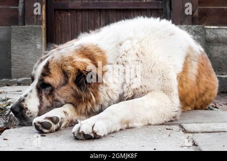 Cane che appoggia la testa sulle zampe. Razza Pastore dell'Asia centrale (Alabai) Foto Stock