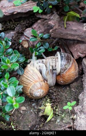 Due lumache di Borgogna (Helix pomatia) o escurgot che si accamatano su uno sfondo naturale Foto Stock