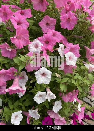A view of beautiful petunias blooming in the garden Foto Stock