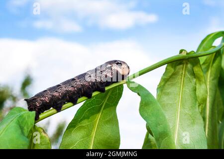 Larva di falco elefante (Deilehila elpenor) su ramo verde Foto Stock