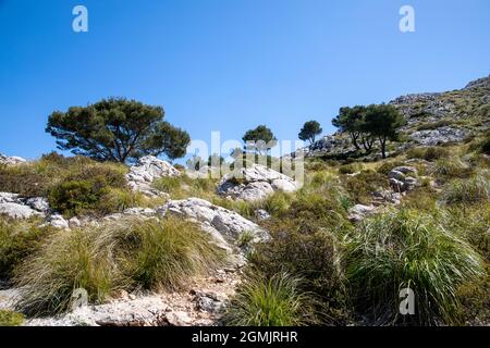 Escursioni intorno al puig de galatzo, Maiorca Foto Stock