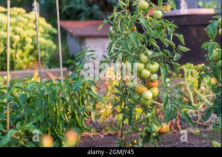 Piante vegetali in giardino, ad esempio pomodori Foto Stock