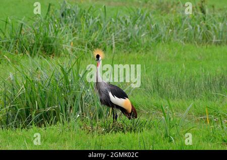 Schwarzhals-Kronenkranich im Nest mit ei, gru a corona nera in nido, Balearia Pavonina, Cratere di Ngorongoro, Ngorongoro-Krater, Tansania, Tanzania Foto Stock